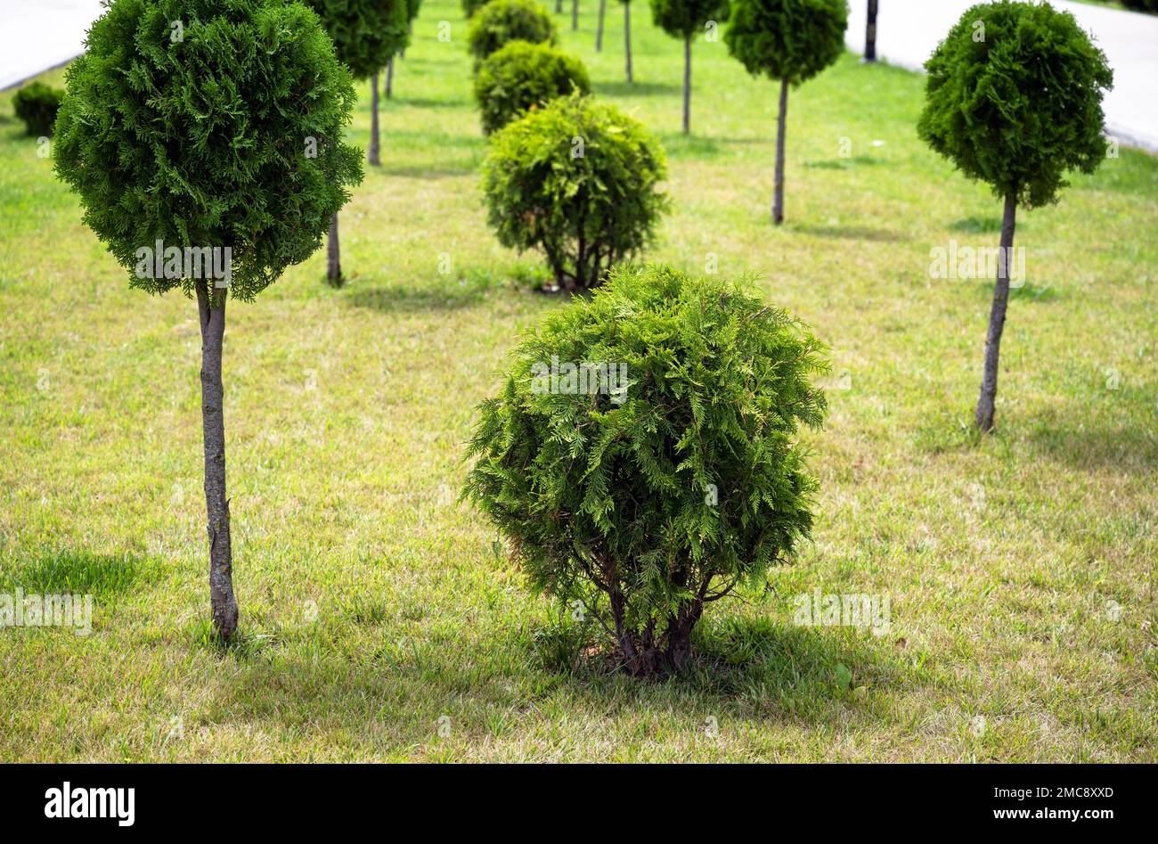 Arbres topiaires et brousse, aménagement paysager du parc de la ville en été. Aménagement paysager avec arbres taillés de vert, aménagement urbain. Thème des plantes, de la nature et Banque D'Images