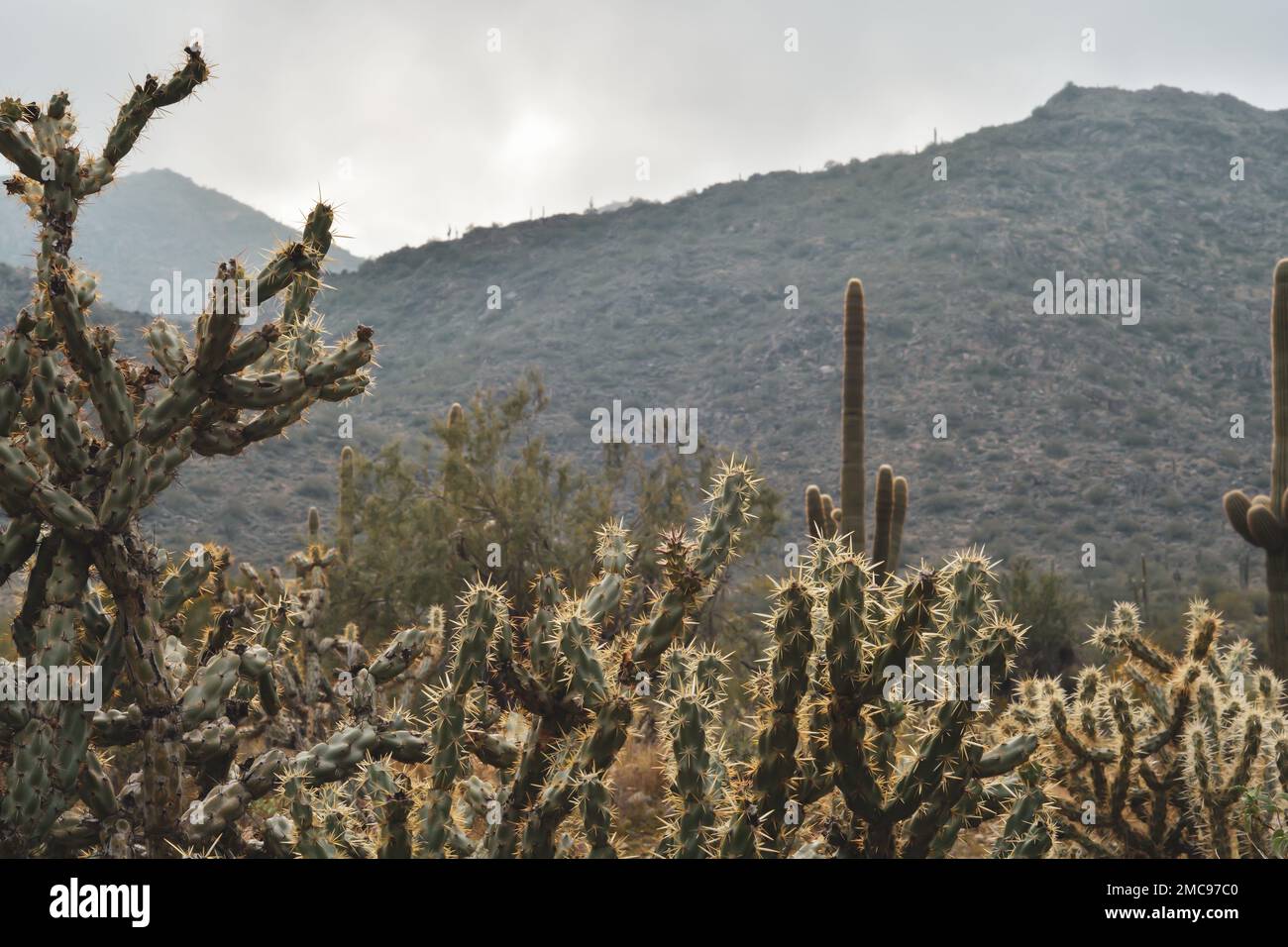 Un beau paysage avec cactus sur le fond de la montagne en Arizona Banque D'Images