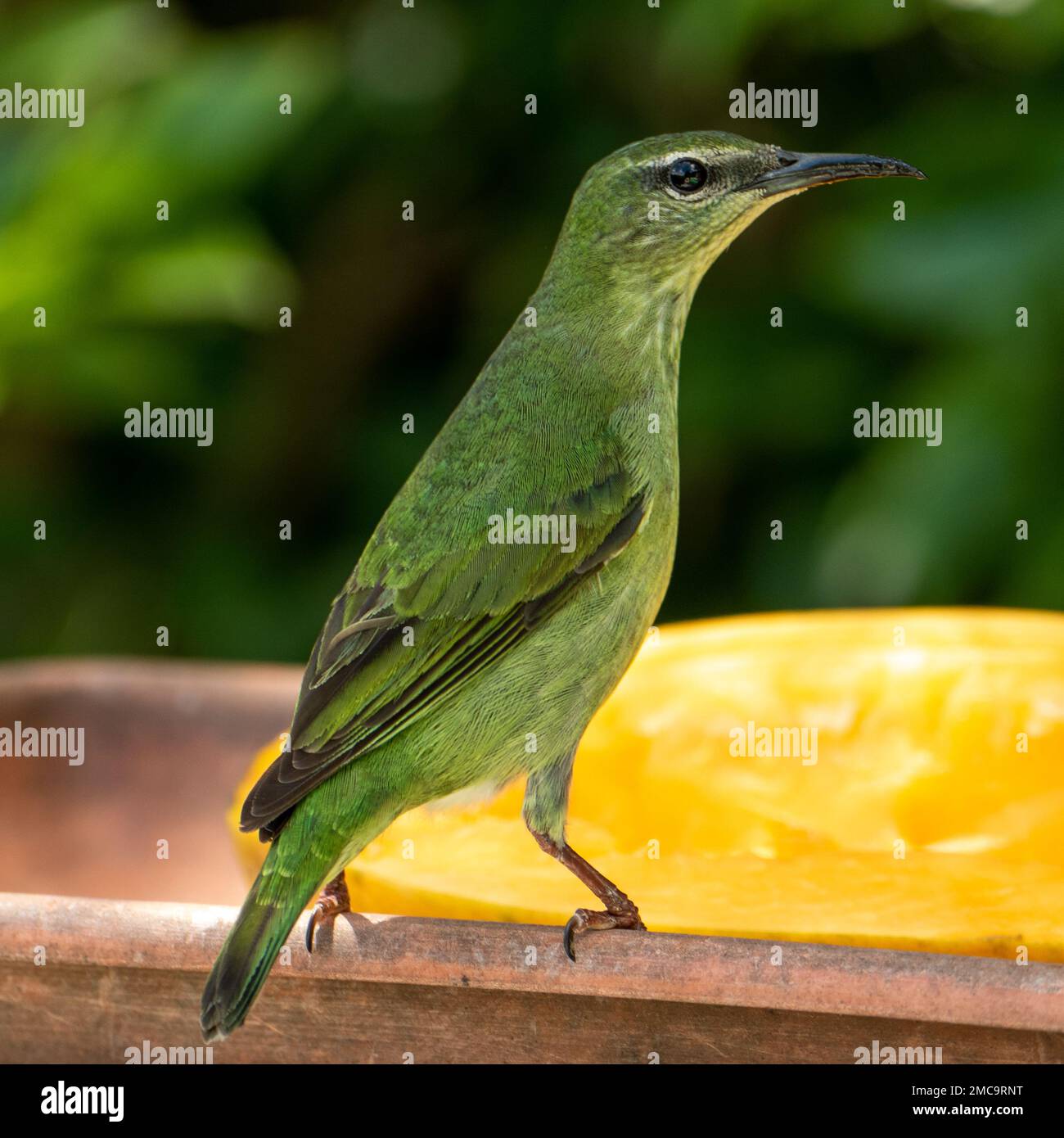 Le petit nid d'abeille vert (Chlorophanes spiza) est un petit oiseau de passereau Banque D'Images