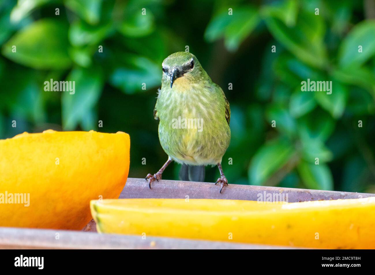 Le petit nid d'abeille vert (Chlorophanes spiza) est un petit oiseau de passereau Banque D'Images