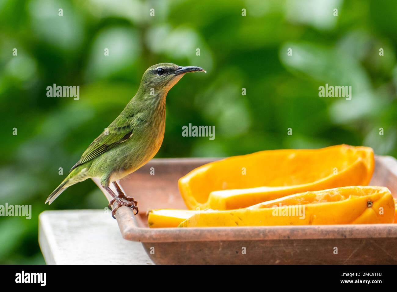 Le petit nid d'abeille vert (Chlorophanes spiza) est un petit oiseau de passereau Banque D'Images