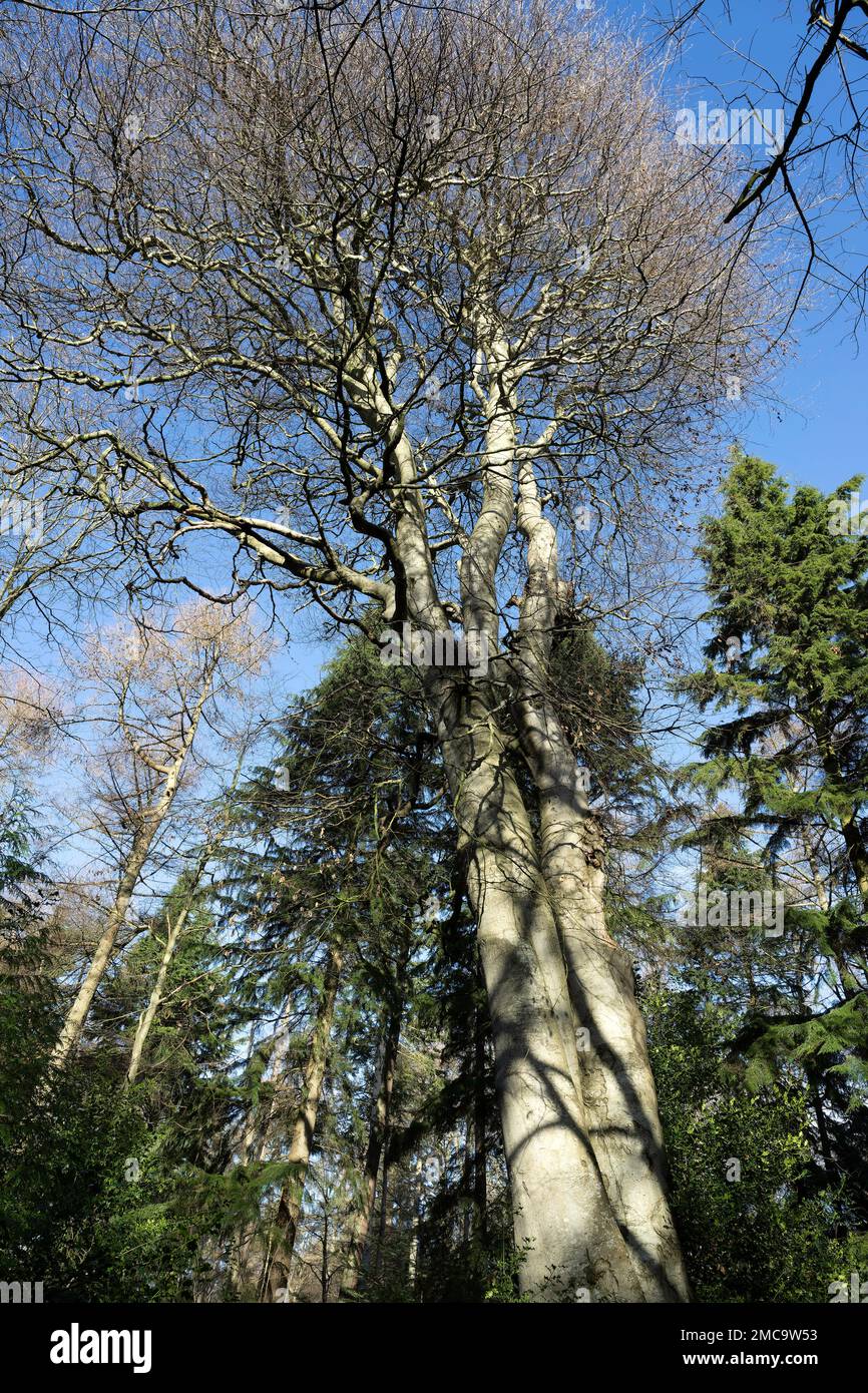 Arbres à feuilles caduques sur le terrain de Felbrigg Hall, norfolk, angleterre Banque D'Images