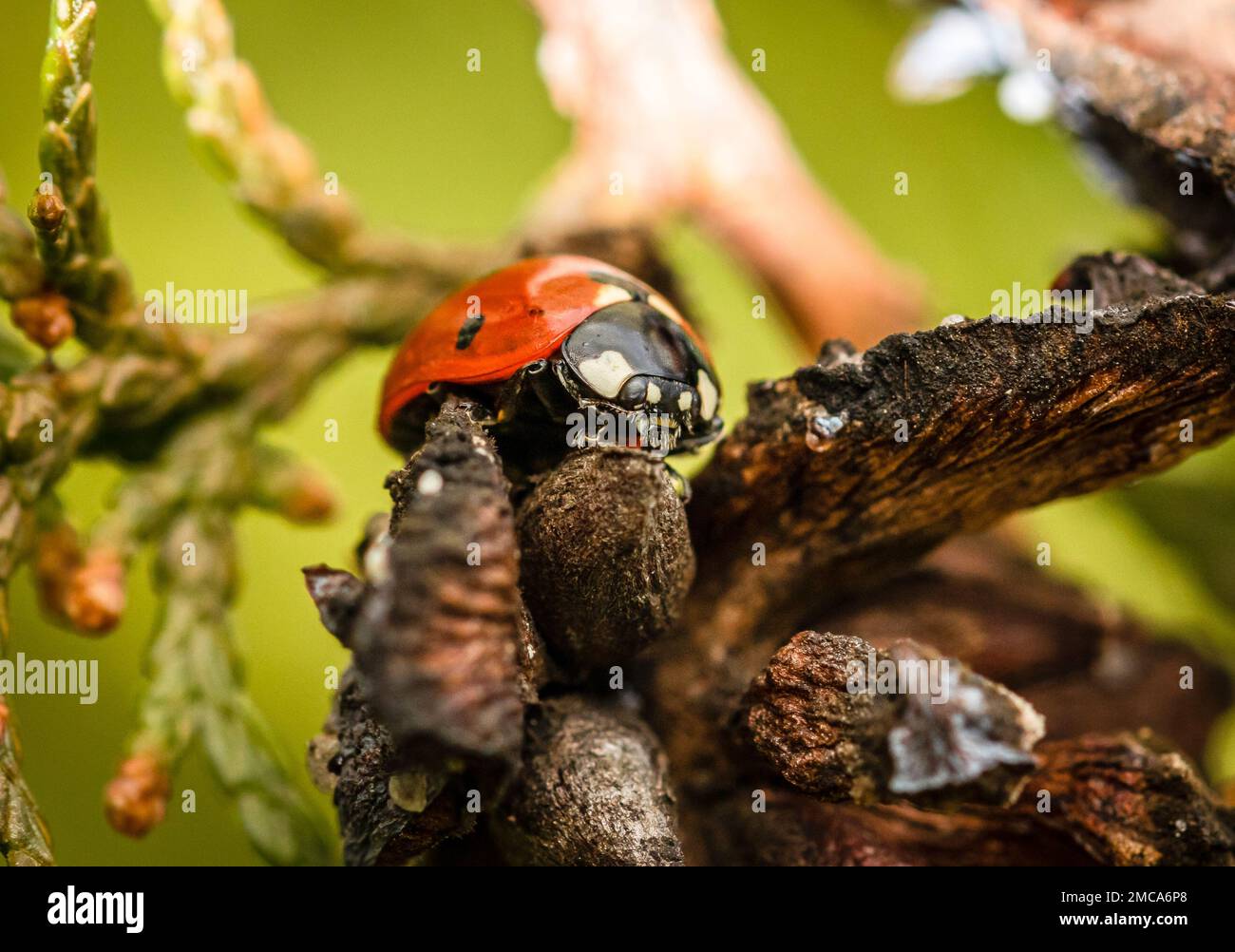 Gros plan sur la macro coccinelle Banque D'Images