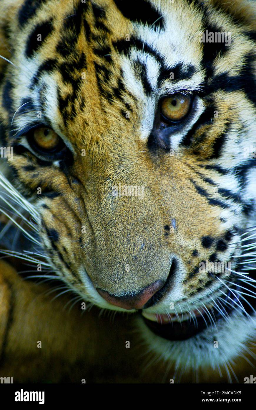 Un tigre sauvage - mignon animal dangereux avec une fourrure moelleuse dépouillée. Banque D'Images