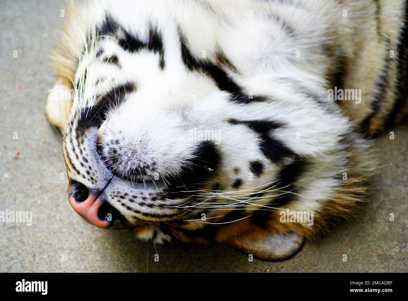 Un tigre sauvage - mignon animal dangereux avec une fourrure moelleuse dépouillée. Banque D'Images