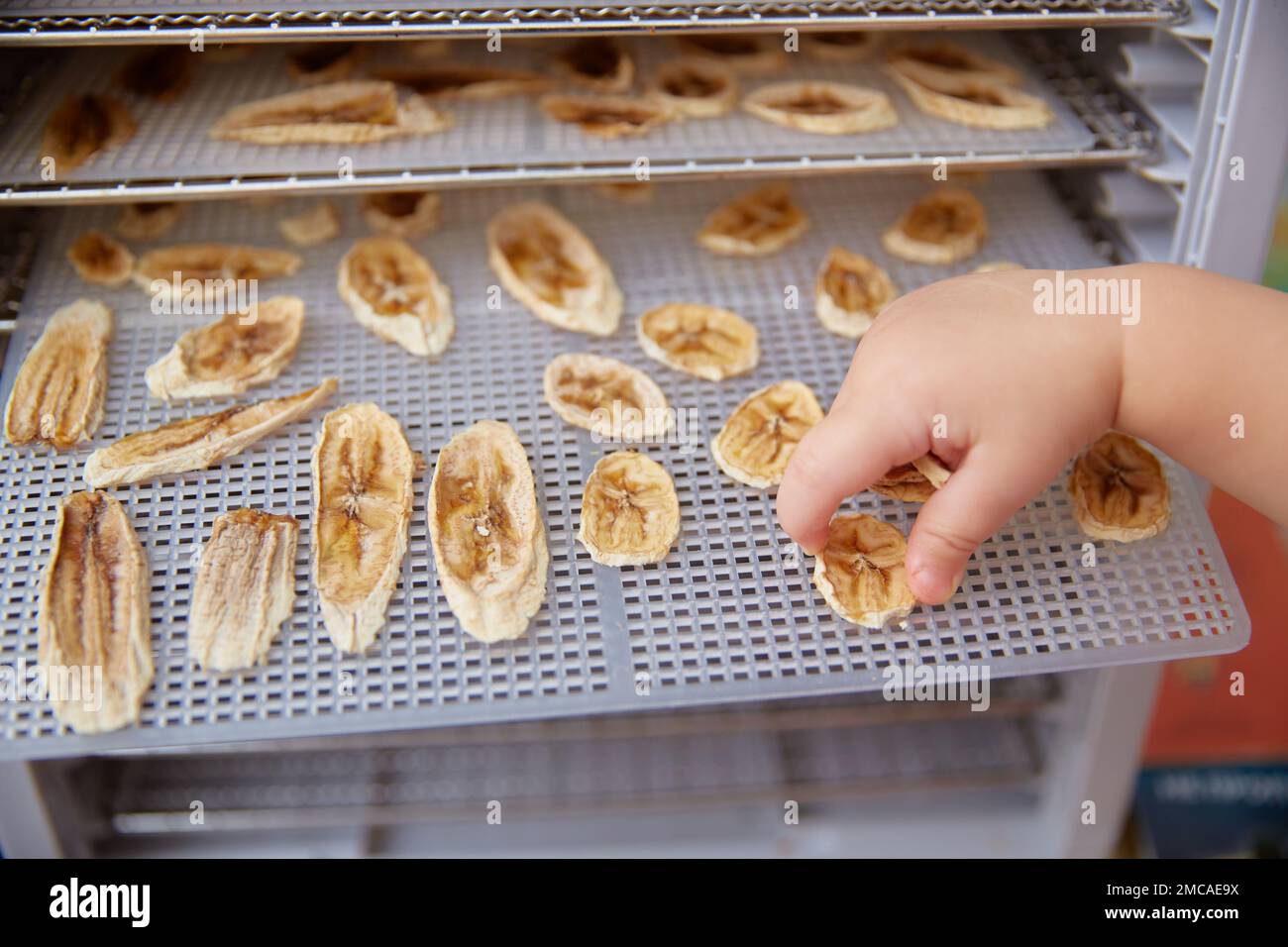la main de l'enfant prend une banane séchée de la grille d'un déshydratant électrique. Banque D'Images