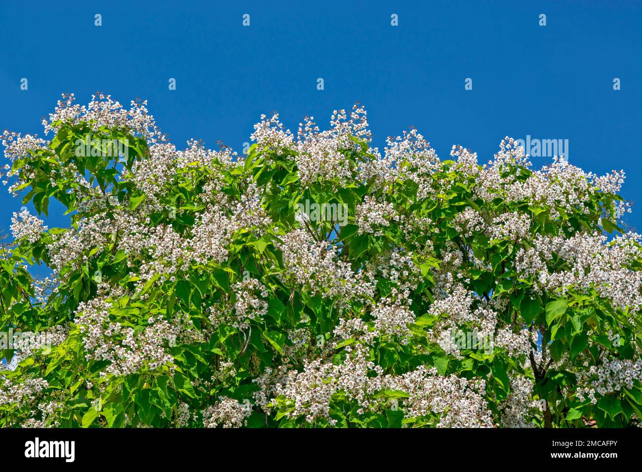 Un bel arbre de Catalpa ovata en pleine fleur et un ciel bleu au-dessus. Banque D'Images