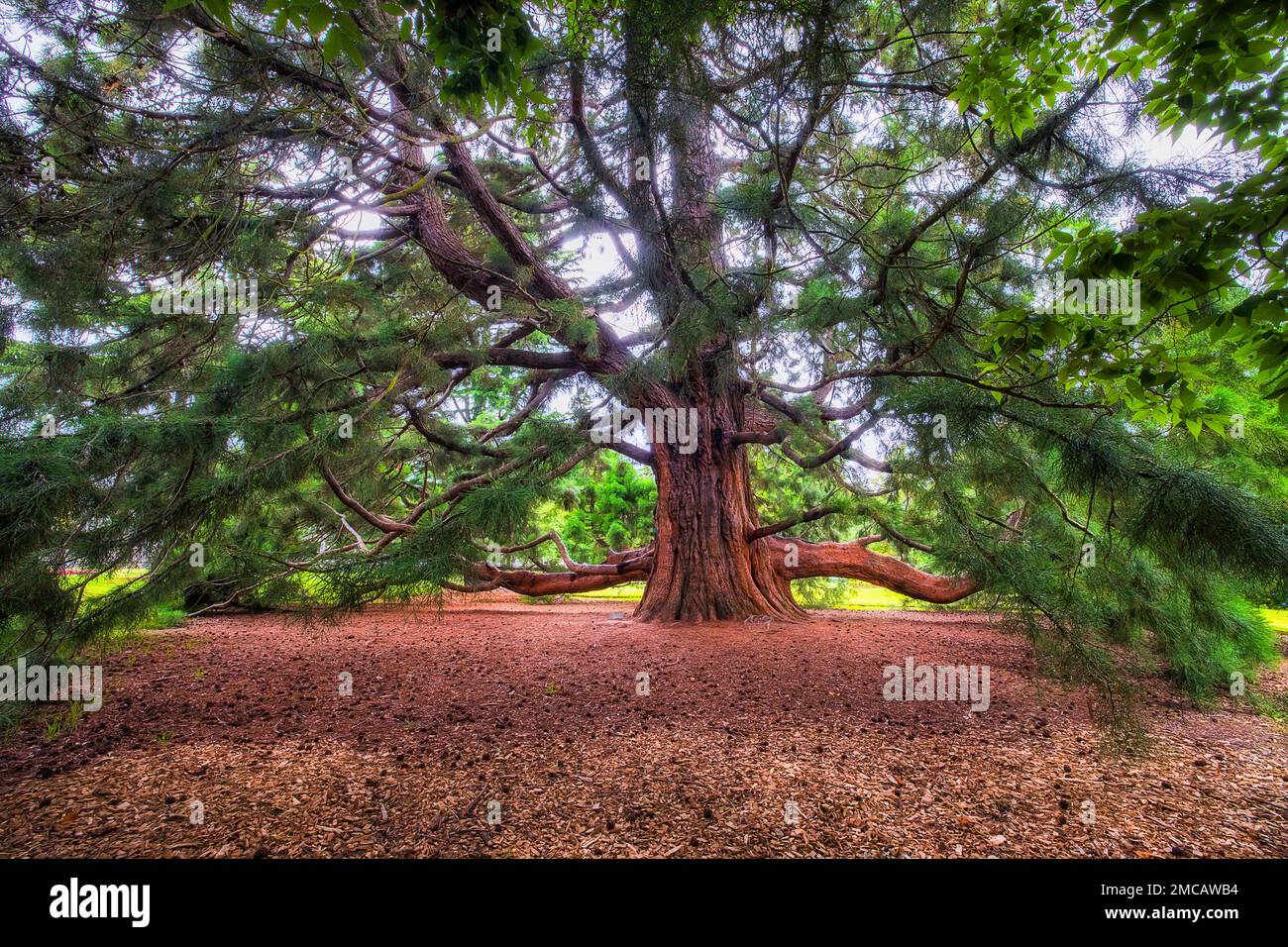 Grand pin dans les jardins du parc public de Christchurch en Nouvelle-Zélande. Banque D'Images