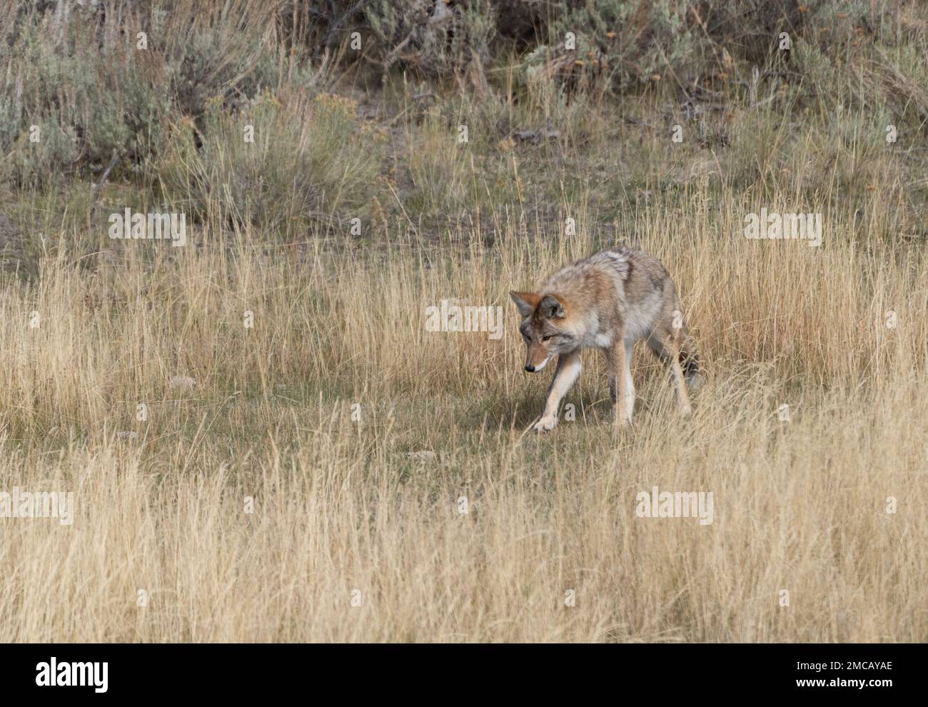 Le coyote de l'Ouest (Canis latrans) recherche dans le pré de petits rongeurs dans la vallée de Lamar, parc national de Yellowstone. Banque D'Images
