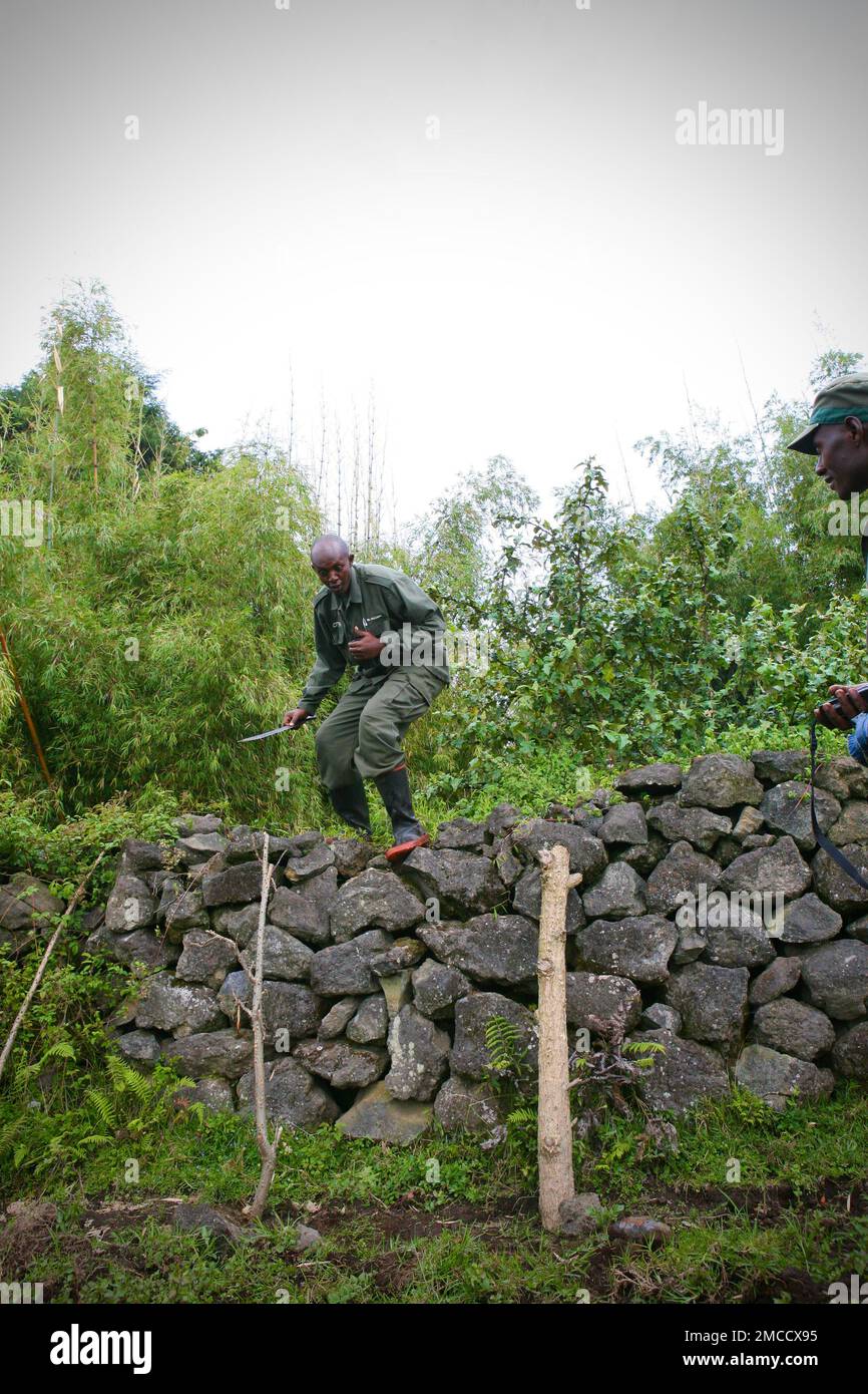 Parc national de Virunga montagnes Gorilla Rangers avec des danseurs au Rwanda Banque D'Images