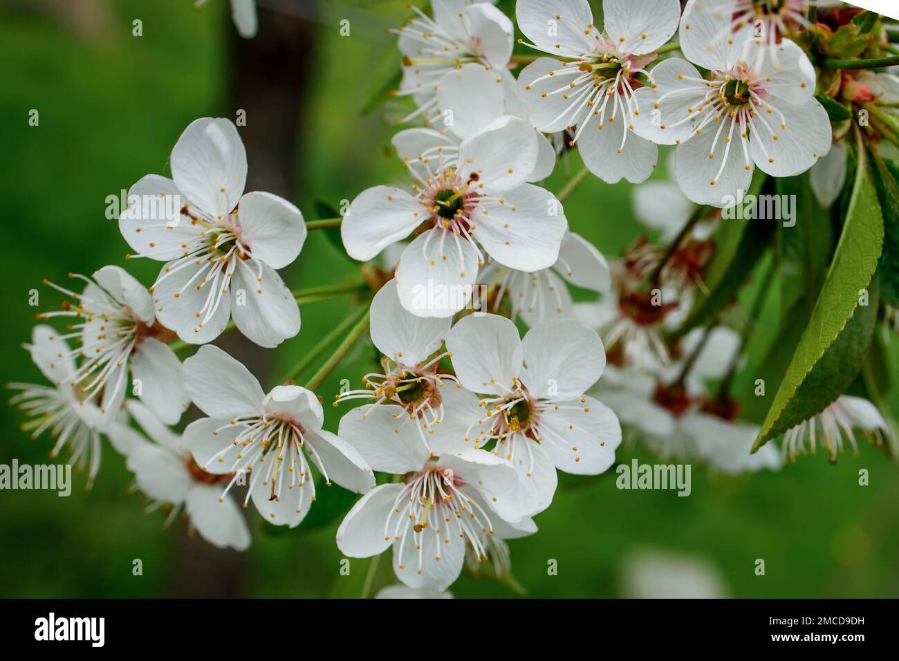 Fleur blanche sur l'arbre floraison au début du printemps, dorsgroung blut.  Photo de haute qualité Photo Stock - Alamy