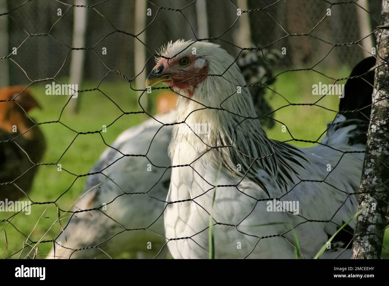 Jeune coq derrière le fil de poulet, gros plan, Toscane, Italie Banque D'Images