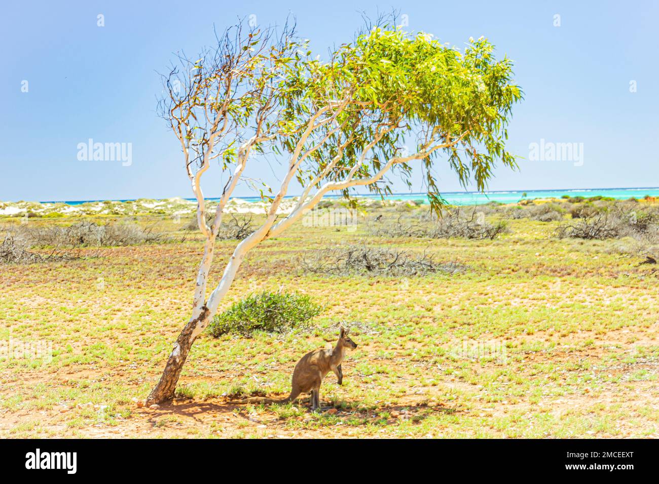 Un kangourou prend refuge à l'ombre sous un arbre au Milyering Discovery Centre, dans le parc national de Cape Range, en Australie. Banque D'Images