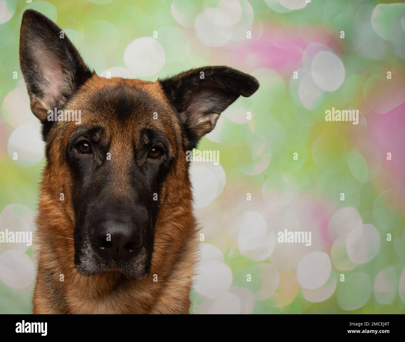 mignon noir et beige husky mix chiot chien gros plan tête et visage portrait Banque D'Images