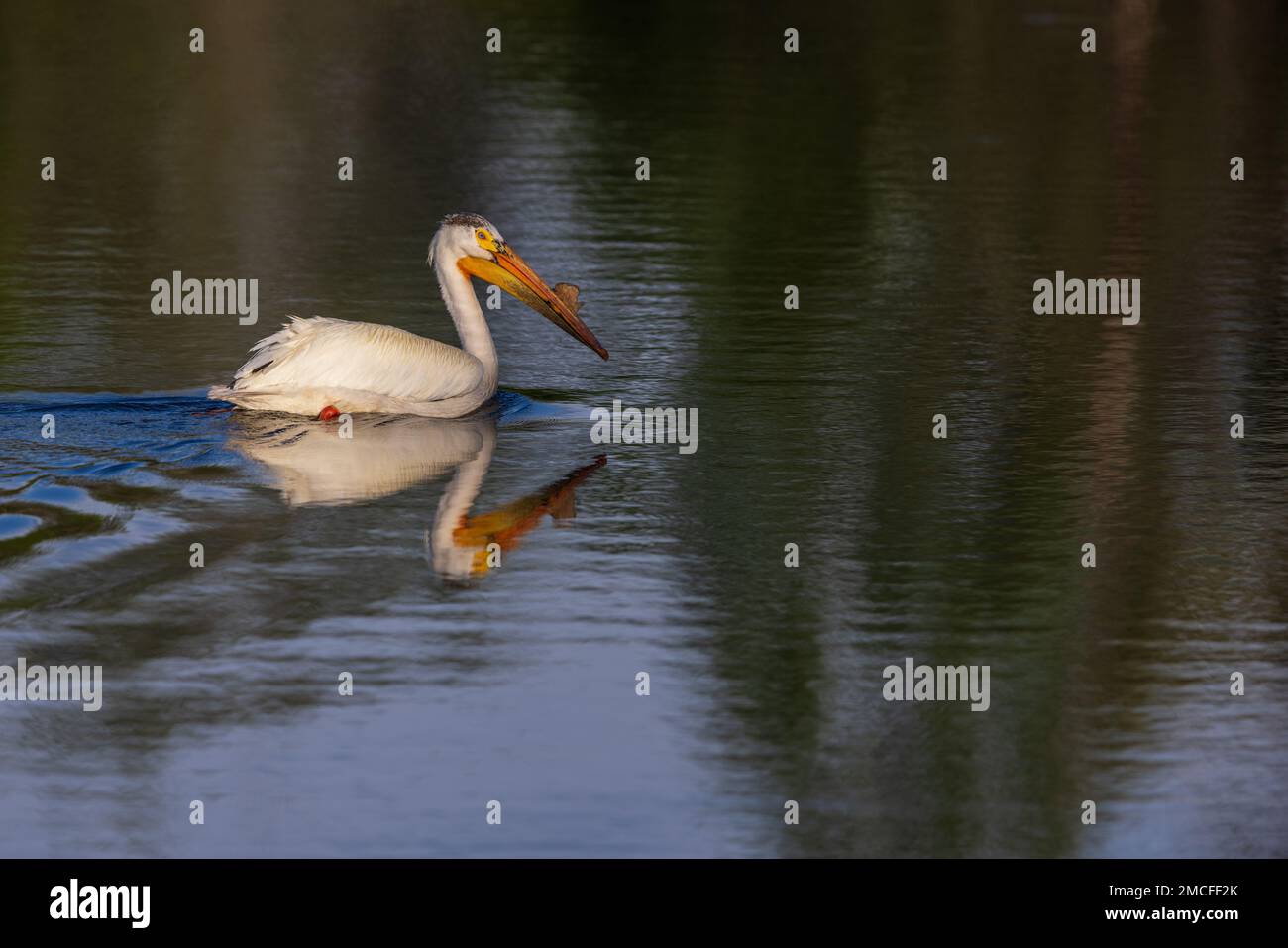 Pélican blanc américain sur un lac du nord du Wisconsin. Banque D'Images