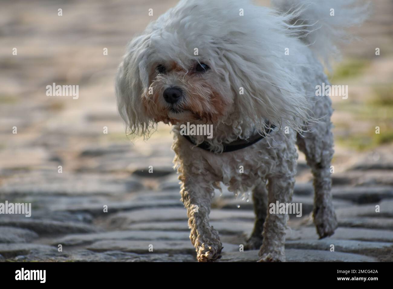 gros plan d'un joli chien blanc, probablement un mélange de caniches bichon maltais Banque D'Images