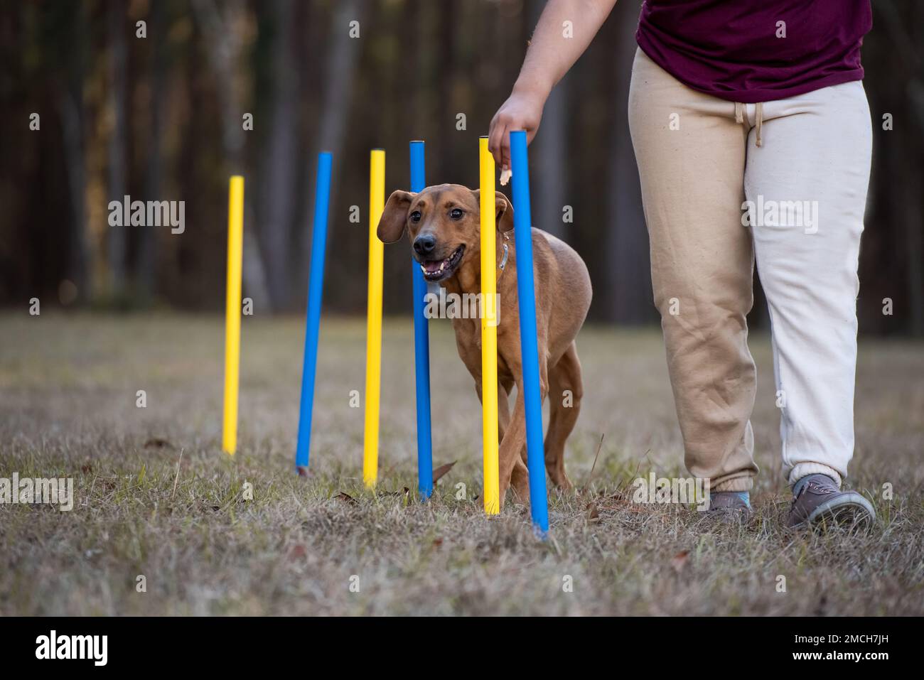 Petit chien brun formation d'agilité avec le propriétaire dans un parc. Banque D'Images