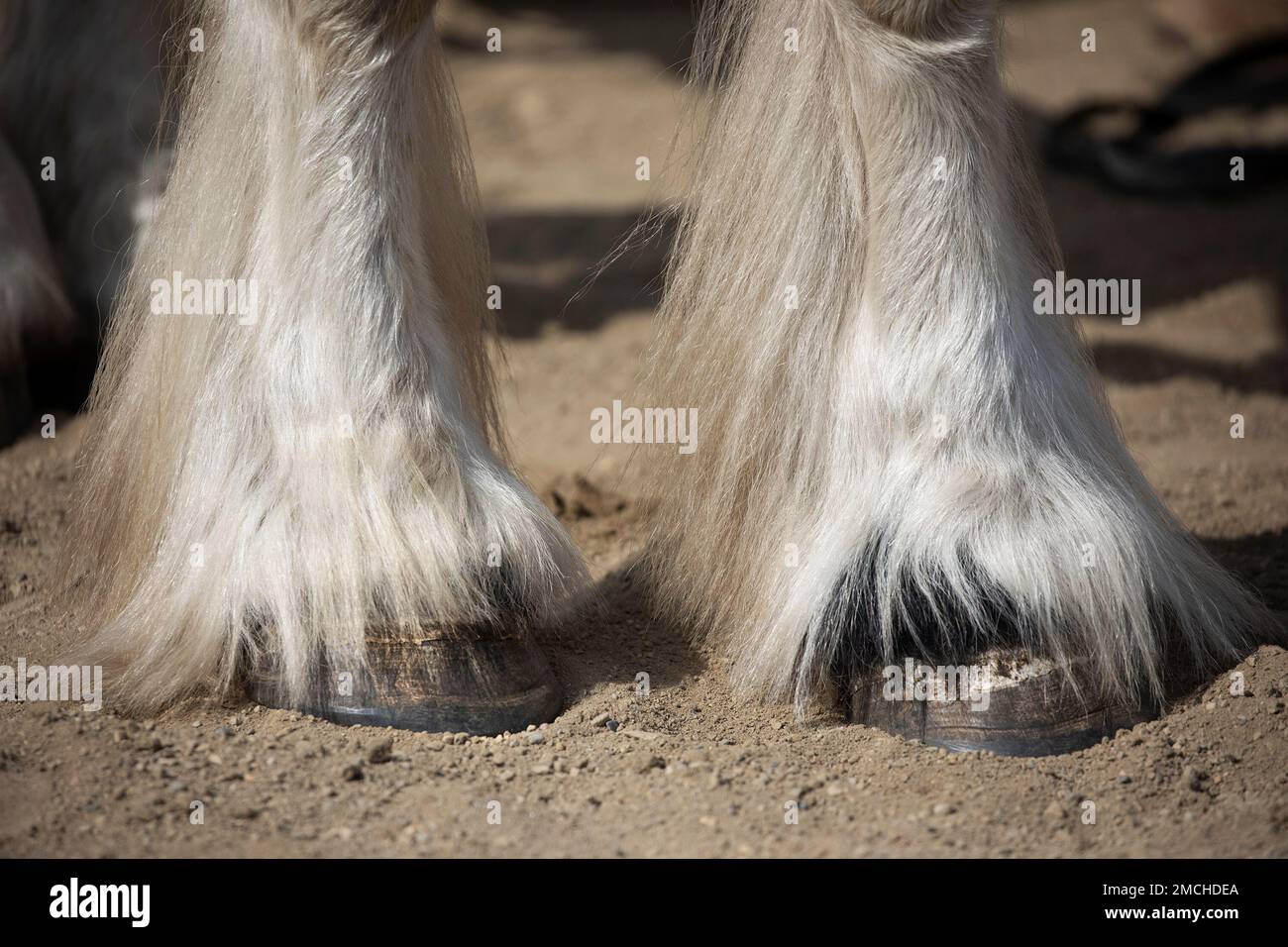 Sabots et jambes avant avec de longues plumes de cheveux d'un cheval à traction Gypsy Vanner, gros plan. Alberta, Canada Banque D'Images
