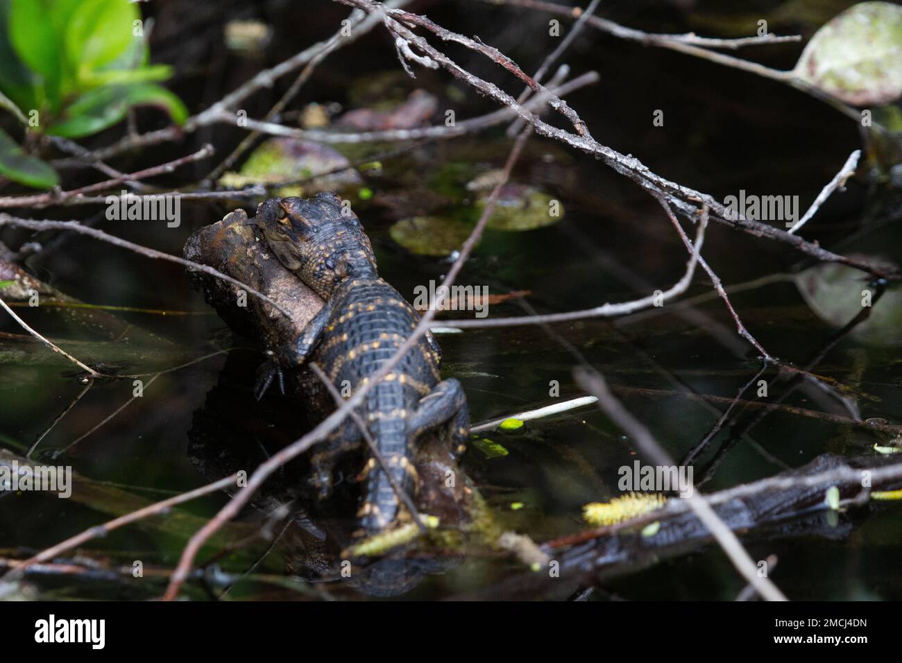 Un jeune alligator américain se cachant entre les plantes et dormant, Floride, États-Unis Banque D'Images