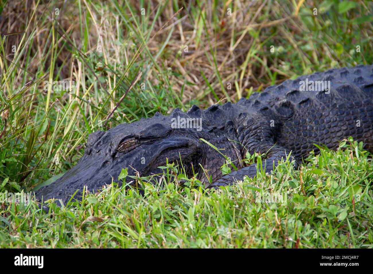 Gros plan d'un alligator américain se cachant dans l'herbe et dormant, Floride, États-Unis Banque D'Images
