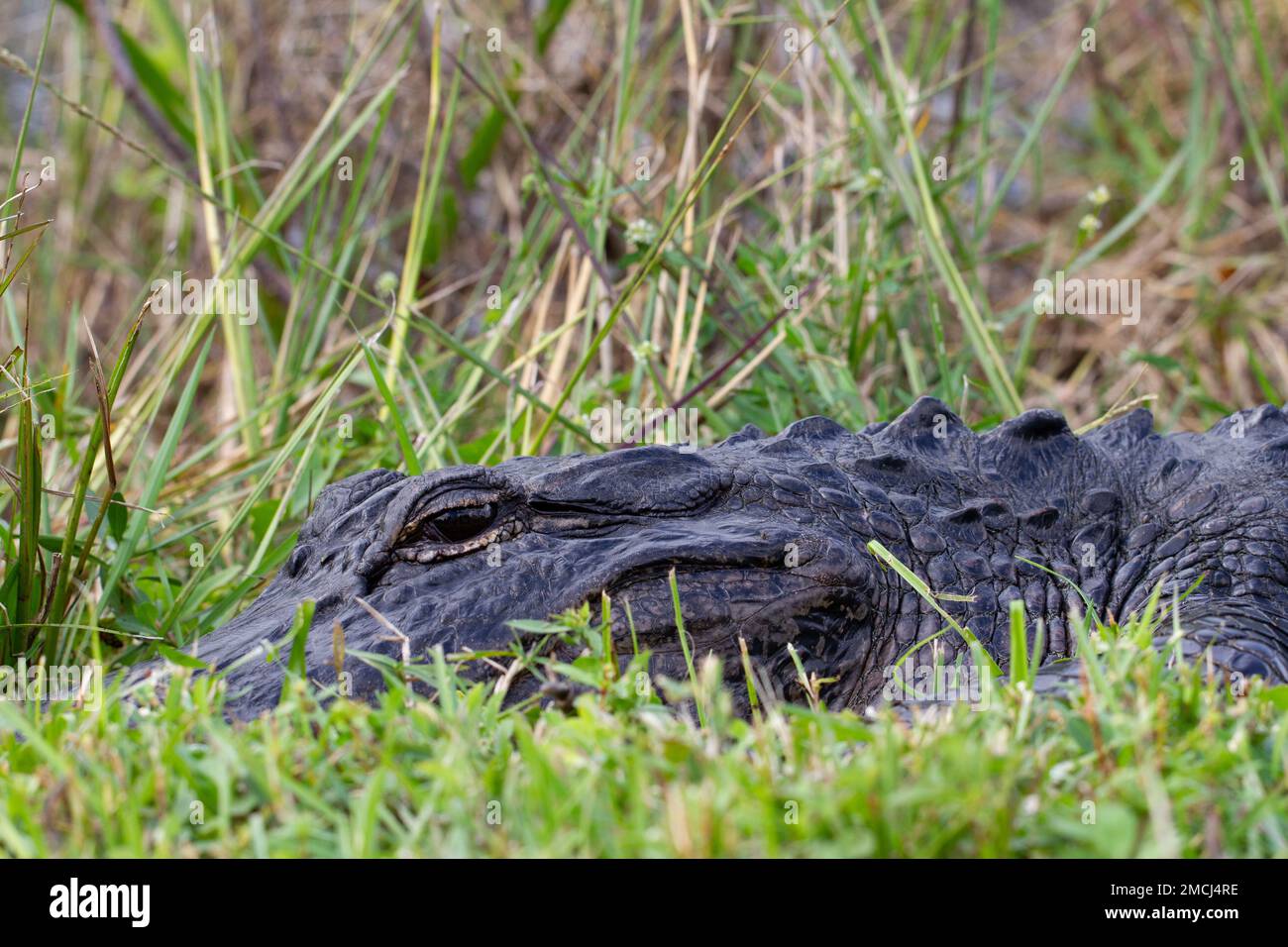 Gros plan d'un alligator américain se cachant dans l'herbe et le soleil avec les yeux ouverts, Floride, États-Unis Banque D'Images