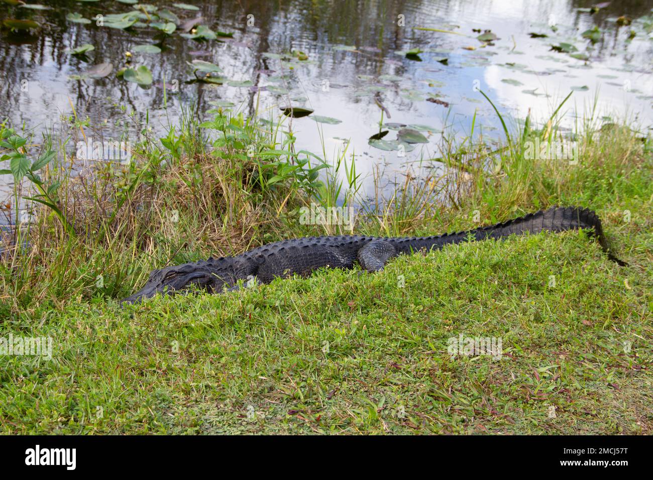 Alligator américain se cachant dans l'herbe et dormant près d'un plan d'eau, Floride, États-Unis Banque D'Images