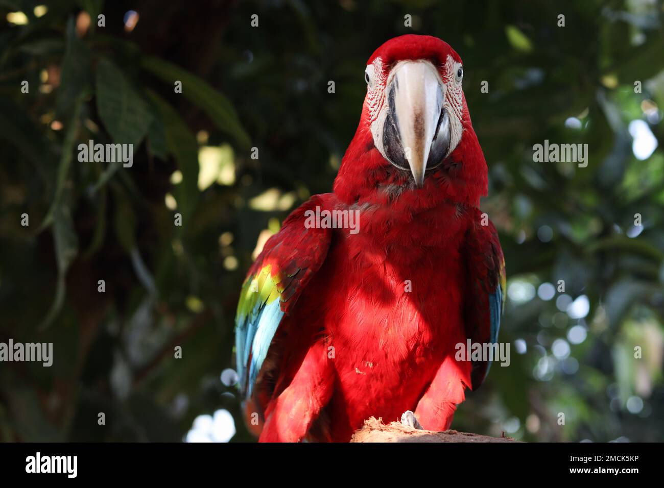 Gros plan du perroquet Macaw en regardant dans l'appareil photo. Perroquet de Macaw rouge avec fond d'arbre vert. Banque D'Images