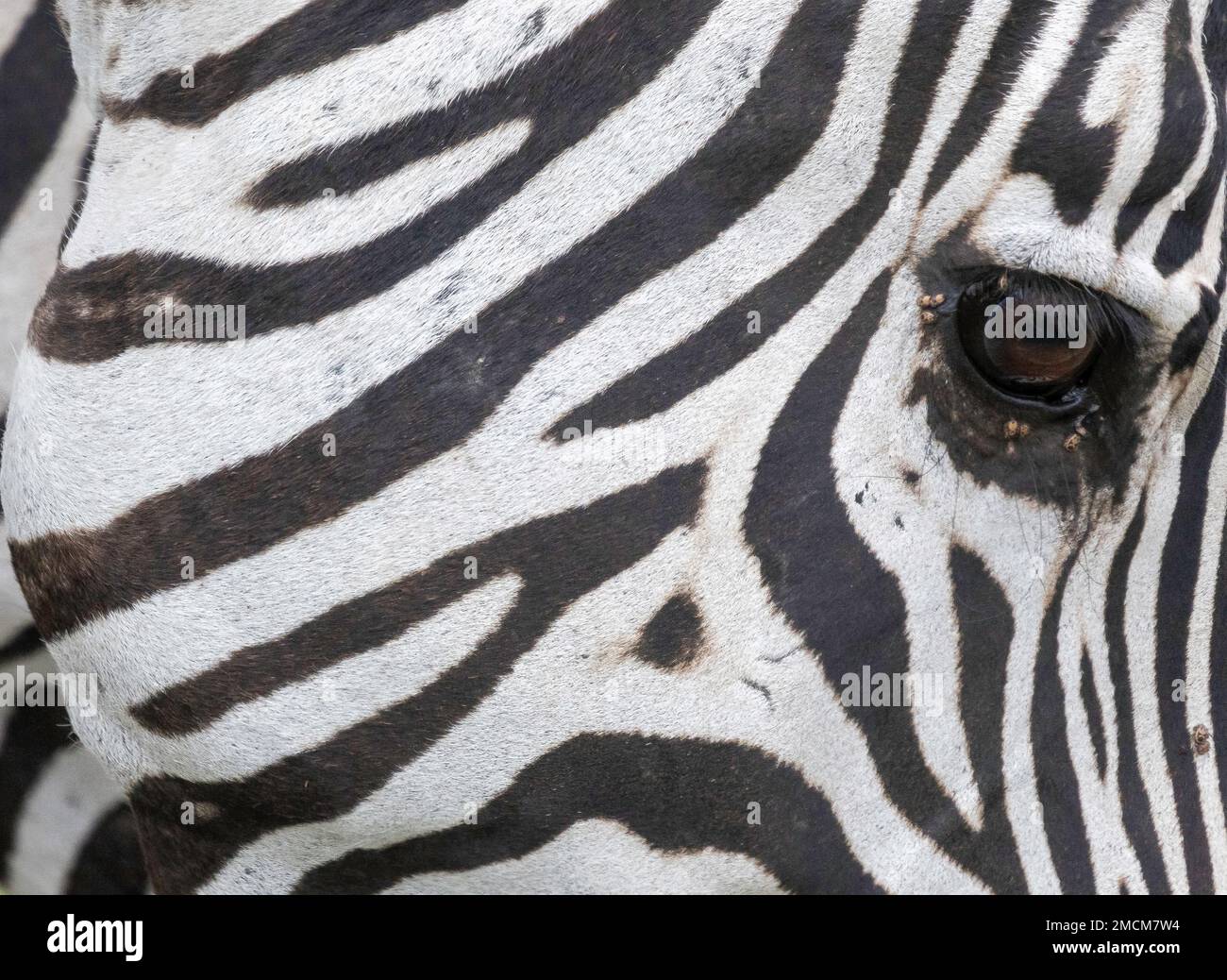 gros plan de zébra, parc national d'Amboseli, Kenya, Afrique Banque D'Images
