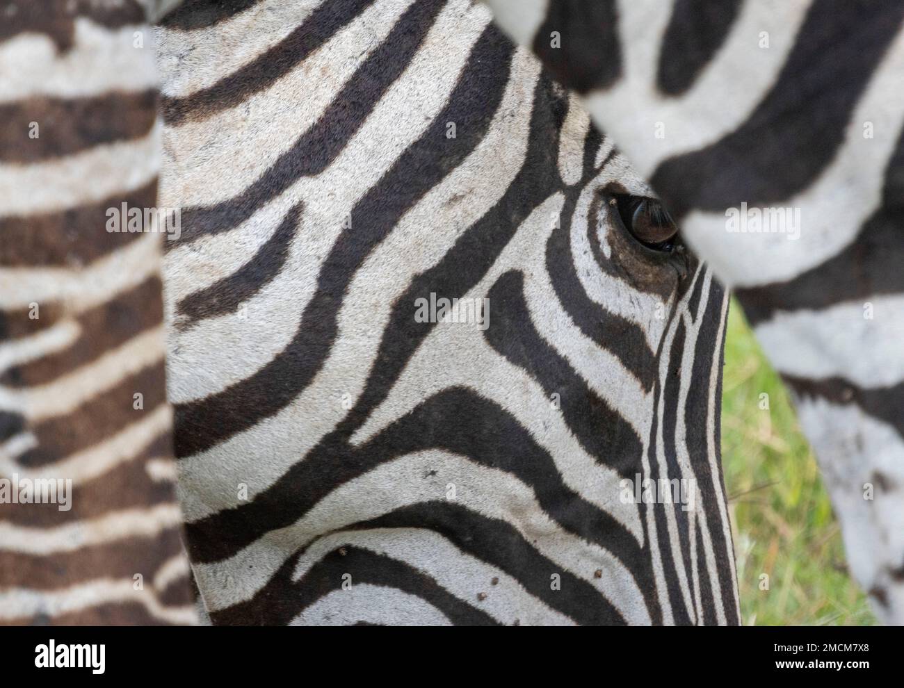 gros plan des zèbres, parc national d'Amboseli, Kenya, Afrique Banque D'Images