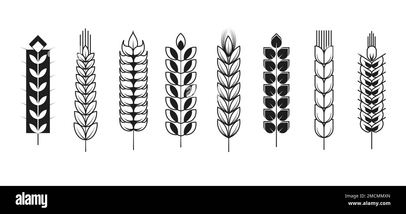 Épillets ou épis blé et orge seigle et millet plantes isolées Illustration de Vecteur