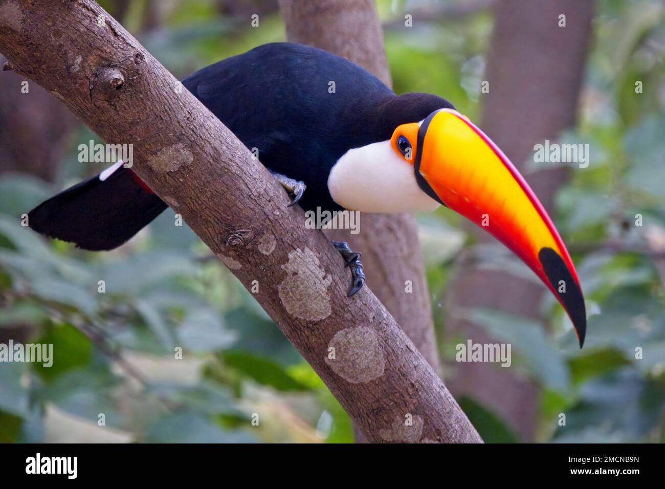 Toco Toucan, (Ramphastos toco), adulte dans un arbre, Pouso Alegre, Mato Grosso, Brésil. Banque D'Images