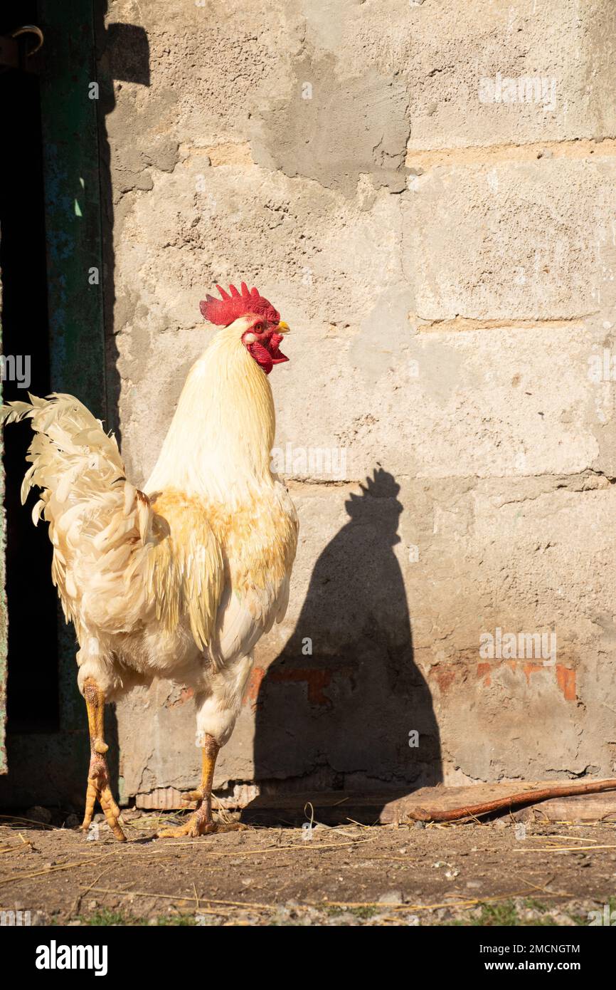 Coqs et poules dans un village en Ukraine au soleil dans le jardin, volaille, coq Banque D'Images