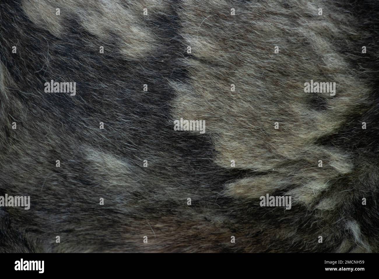 noir gris cheveux de chien pour fond, cheveux de chien, pelage de fourrure arrière-plan, laine pour fond Banque D'Images