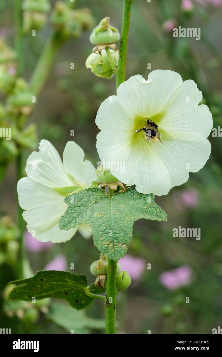 Alcea nudiflora, vivace Hollyhock avec de grandes fleurs blanches avec des centres jaunes. Banque D'Images