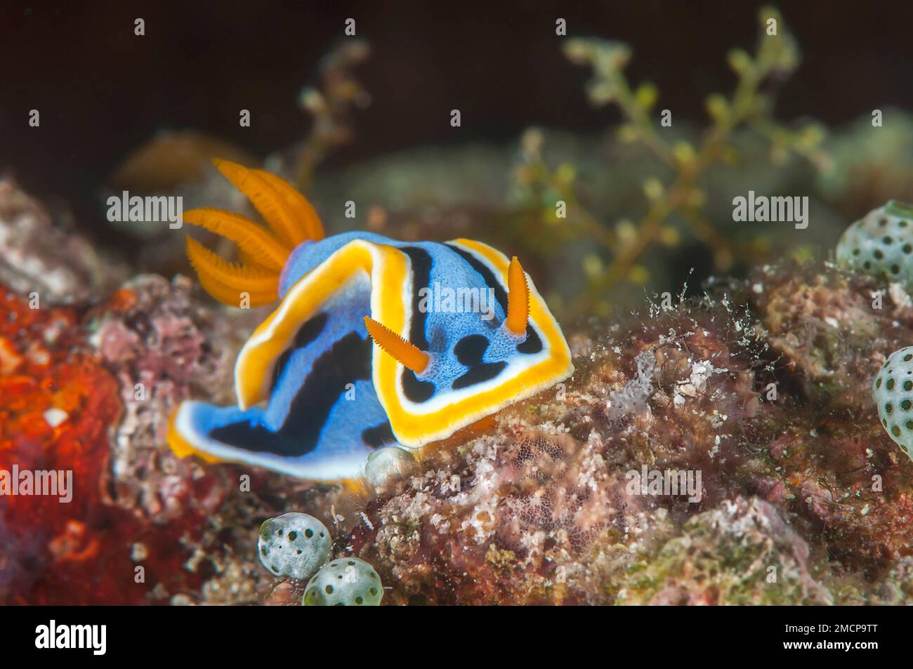 Nudibranche colorée sur corail gros plan d'une nudibranche, une belle limace de mer colorée rampant sur le corail Banque D'Images
