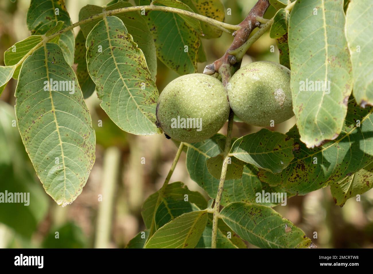 Noix vertes suspendues sur l'arbre en été . Toscane, Italie Banque D'Images