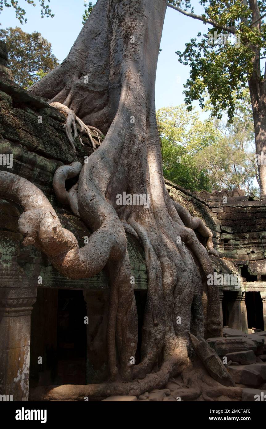 Arbre de Fig de Stronger (Ficus gibbosa) racines sur le mur, temple de Ta Prohm, complexe d'Angkor, Siem Riep, Cambodge Banque D'Images