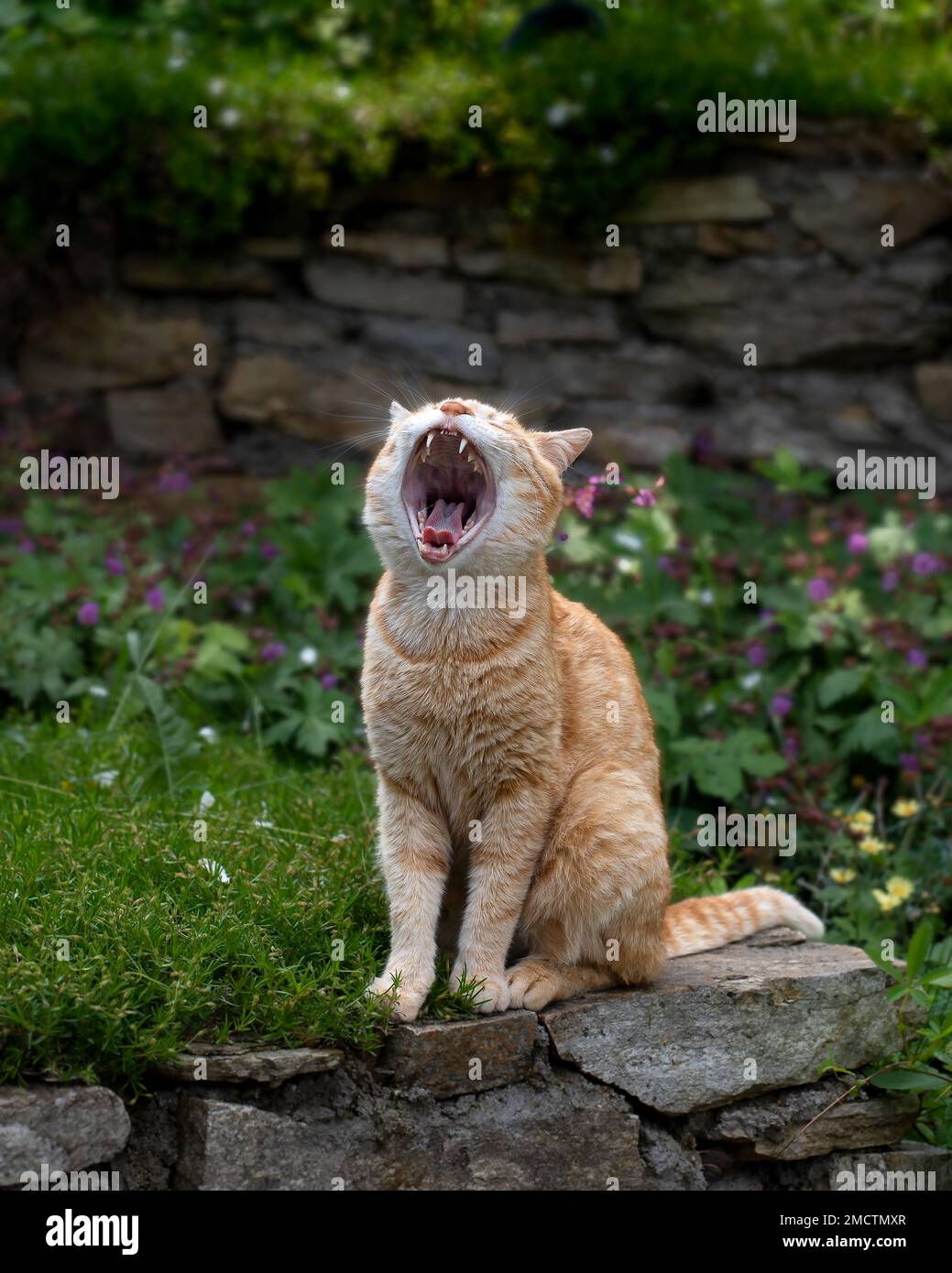 Chat au gingembre bâillant dans le jardin, photo en gros plan du chaton au gingembre bâilleux Banque D'Images