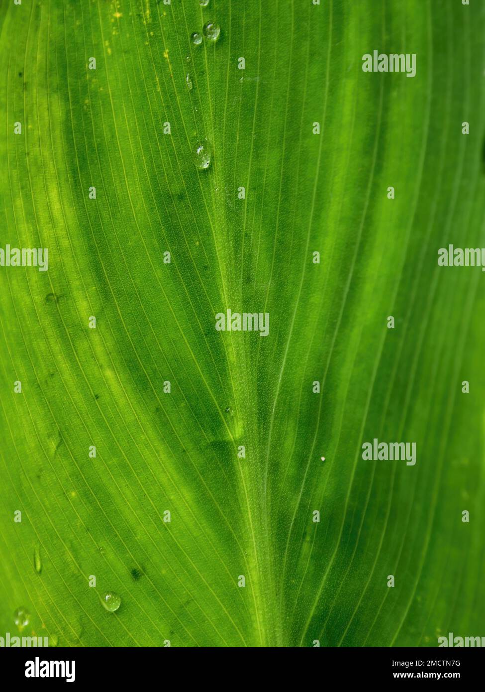 Macro photographie des veines d'une grande feuille verte avec des gouttes d'eau, capturée dans un jardin près de la ville coloniale de Villa de Leyva dans le centre de Colom Banque D'Images