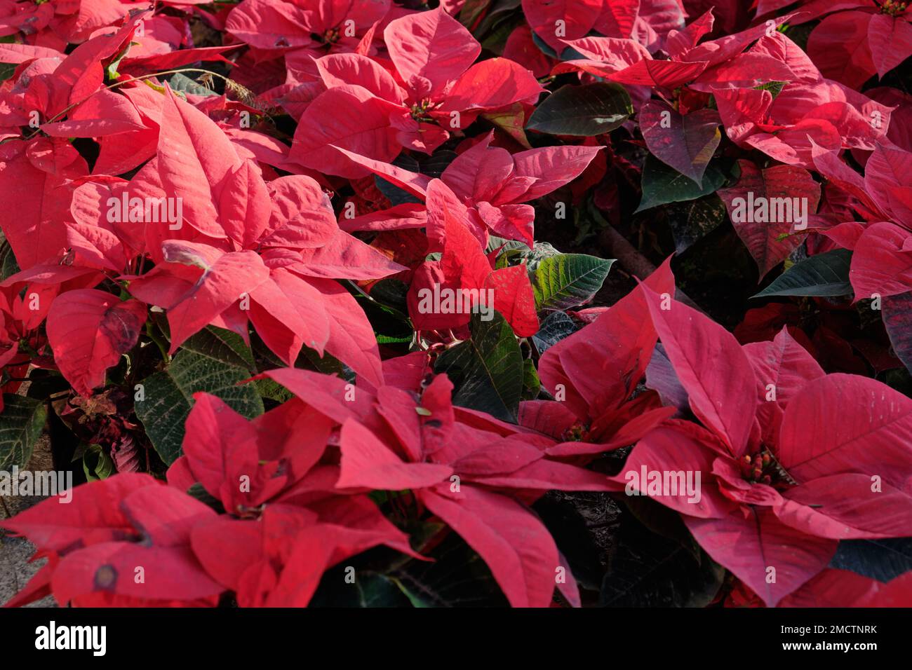 Poinsettia, Euphorbia pulcherrima. Málaga, Espagne. Banque D'Images