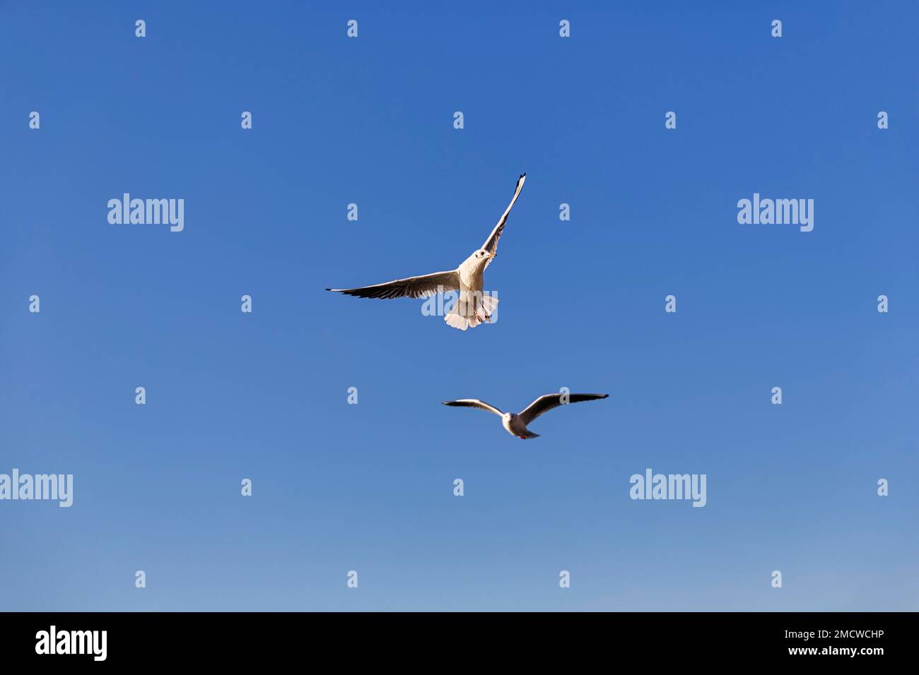 Deux goélands à tête noire (Chericocephalus ridibundus) volant dans le ciel bleu, Anadolu Kavagi, Istanbul, partie asiatique, province d'Istanbul, Turquie Banque D'Images