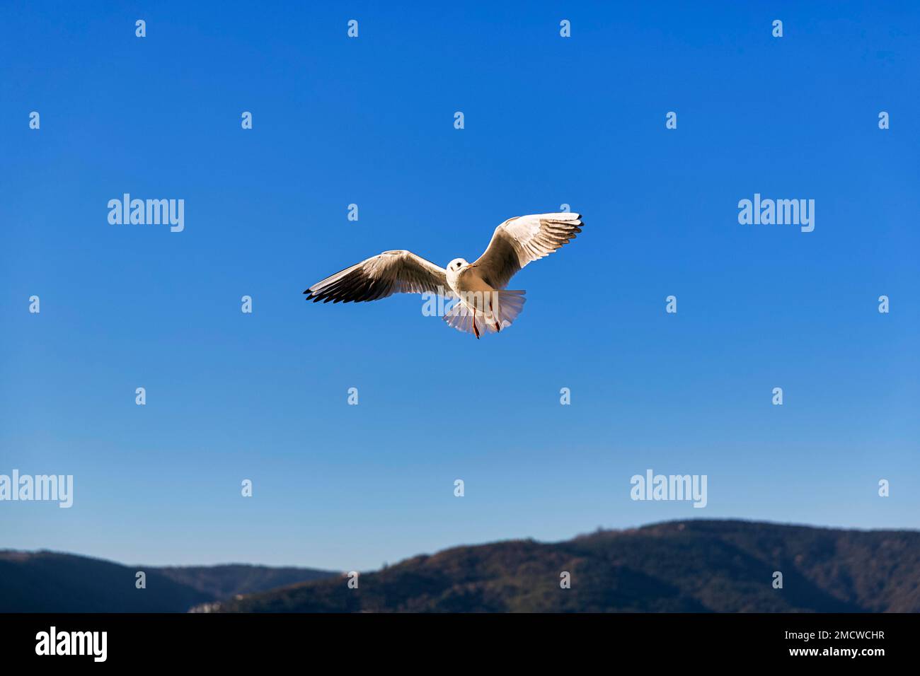 Guette à tête noire (Chericocephalus ridibundus) volant dans le ciel bleu, Anadolu Kavagi, Istanbul, partie asiatique, province d'Istanbul, Turquie Banque D'Images