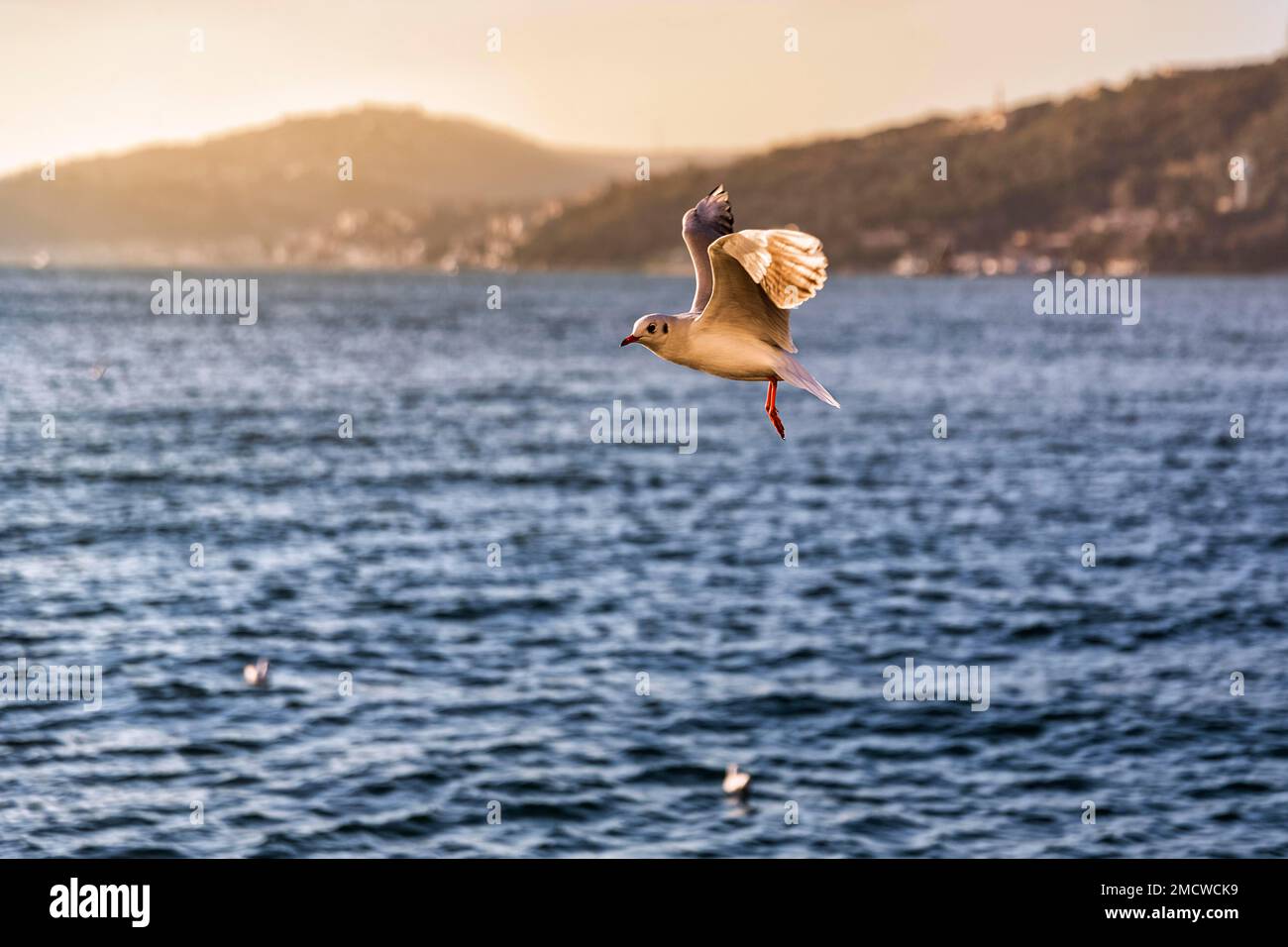 Guette à tête noire (Chericocephalus ridibundus) volant dans la lumière du soir, Anadolu Kavagi, Bosphore, Istanbul, partie asiatique, Province d'Istanbul Banque D'Images