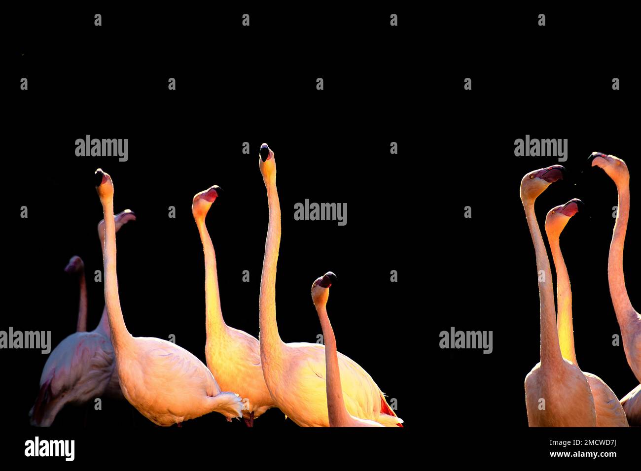 Pink Greater flamango (Phoenicopterus ruber roseus) Basel Zoo, zone méditerranéenne en captivité Banque D'Images