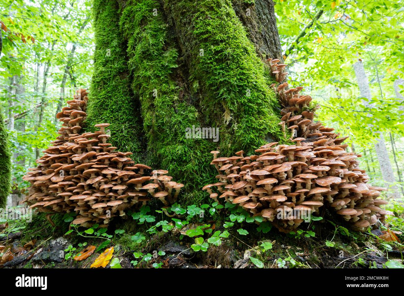 armillaria solidipes (Armillaria ostoyae), organismes à fruits provenant d'un tronc d'arbre surcultivé avec de la mousse, parc national de la forêt bavaroise Banque D'Images