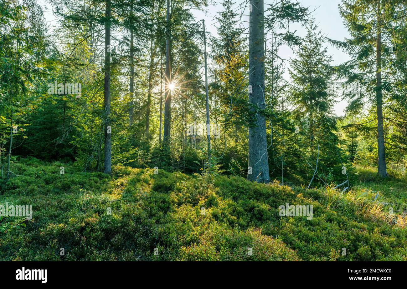 Forêt et bleuets (Vaccinium) à la grande lande Klosterfilz, rétroéclairé par une étoile du soleil, Bavarian Forest, Bavière, Allemagne Banque D'Images