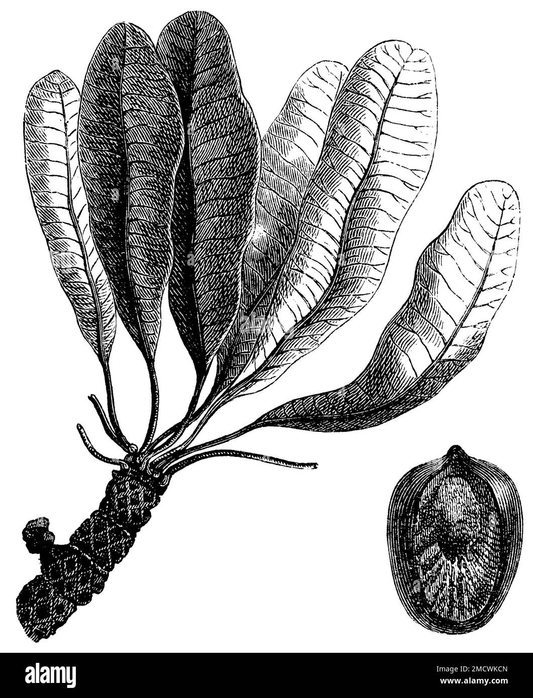 arbre de shea, branche et noix, Vitellaria paradoxa, (encyclopédie, 1893), Karitébaum, Zweig und Nuss, karité, Zweig und Nuss Banque D'Images