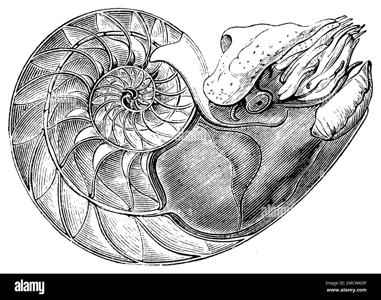 nautilus, Nautilus pompilius, (livre de zoologie, 1876), Gemeines Perlboot, Nautilus pompilius Banque D'Images
