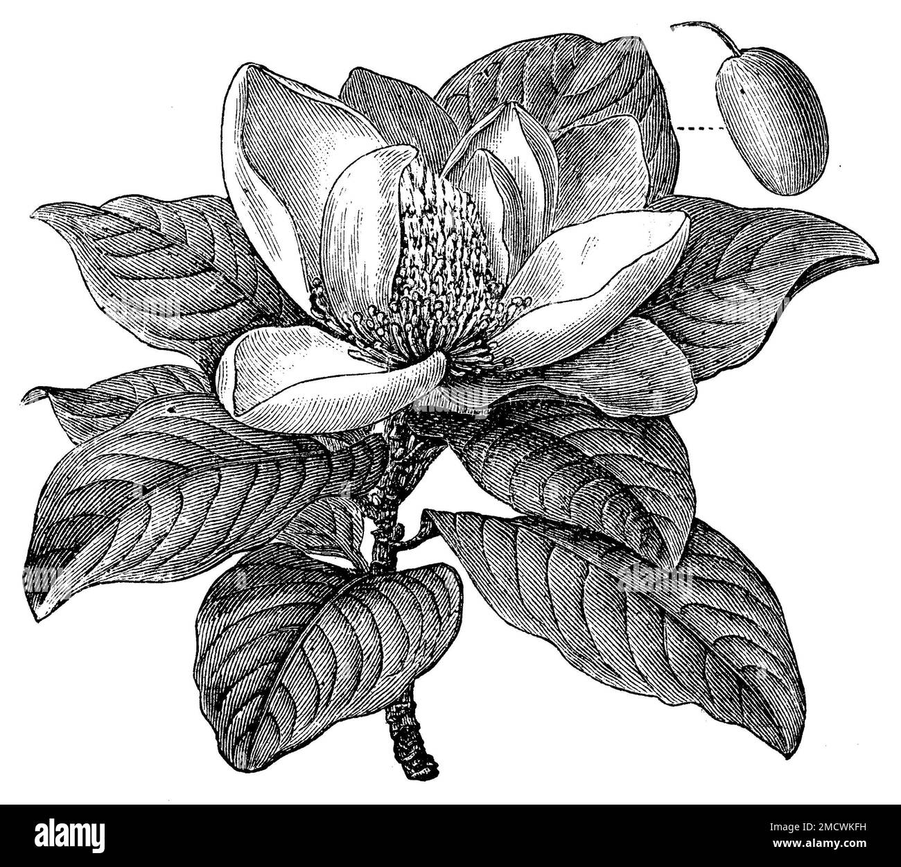 Evergreen Magnolia, Magnolia grandiflora, (encyclopédie, 1898), Immergrüne Magnolie, Magnolia à grandes fleurs Banque D'Images