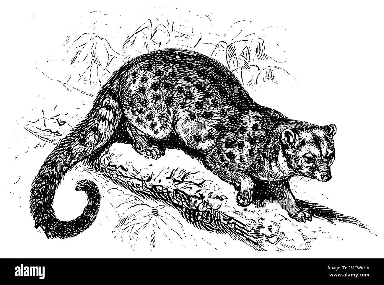 Espèce de palmier asiatique, Paradoxurus hermaphroditus, C. G. Specht (XA) (encyclopédie, 1893), Fleckenmusang, Civette palmiste Banque D'Images